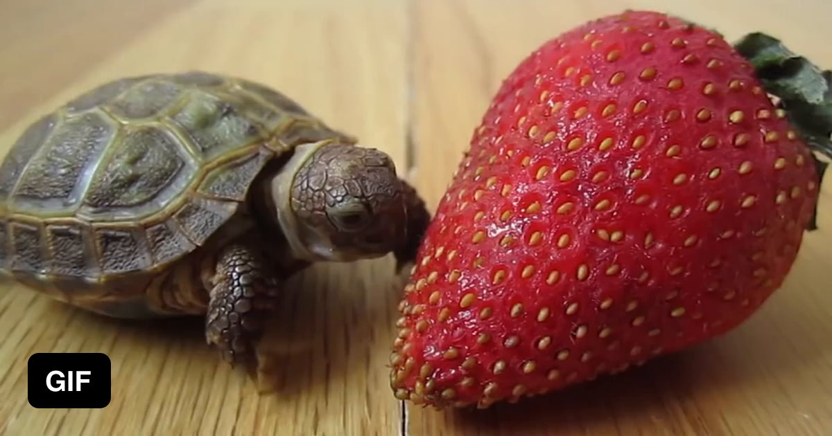 First strawberry. - 9GAG