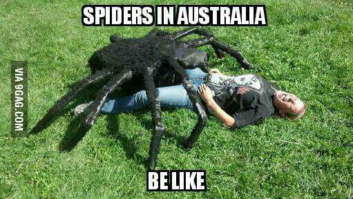 Spiders in australia be like - 9GAG