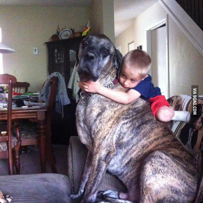 My mom's great dane X bull mastiff.. my 5 year old son for scale. - 9GAG