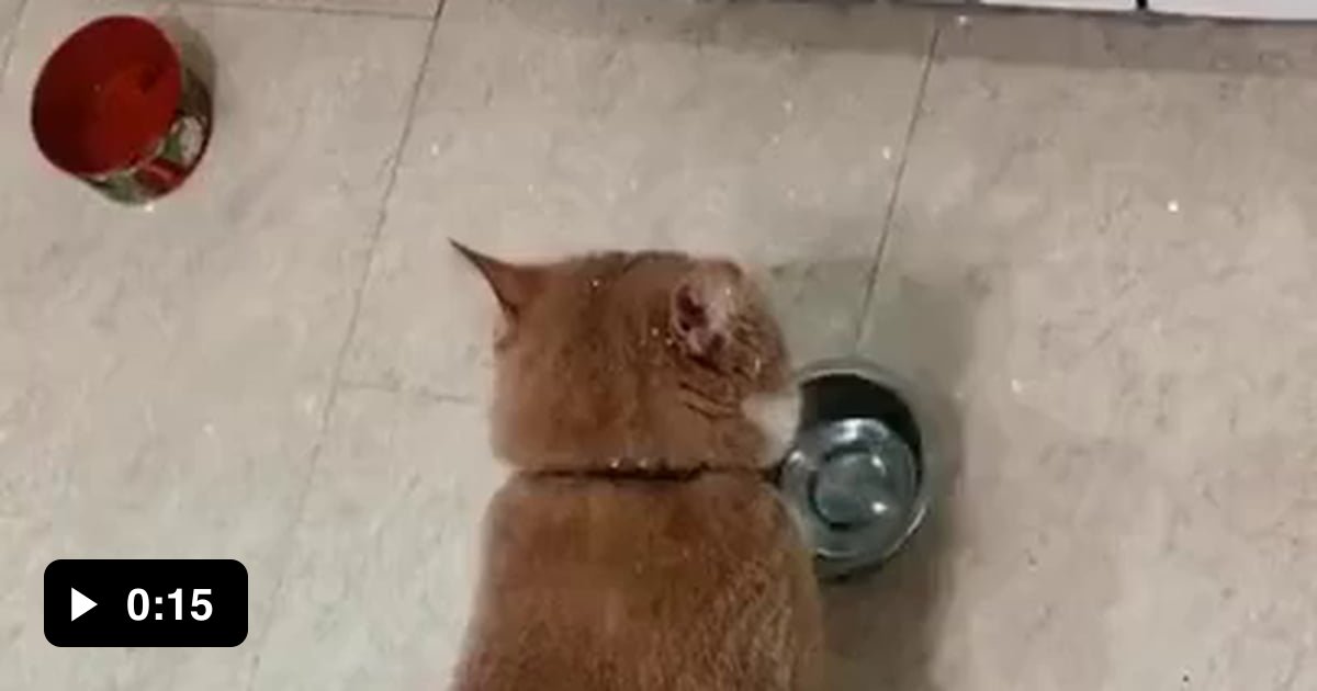 Кот стучит зубами. Кот стучит миской. кот стучит тарелкой. кот брякает миской. кошка стучит миской.
