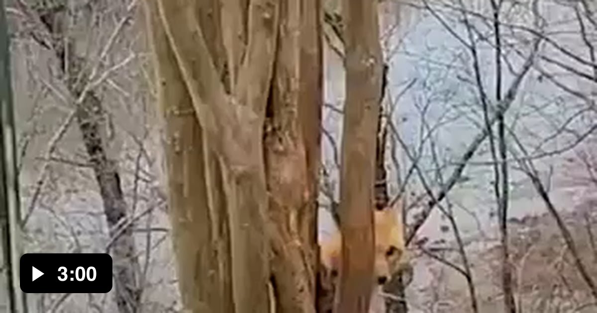Brandon Sanders (Sanders Wildlife), helps a fox whose paw is caught in