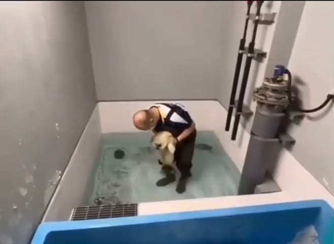 Baby seal introduced to water for the first time