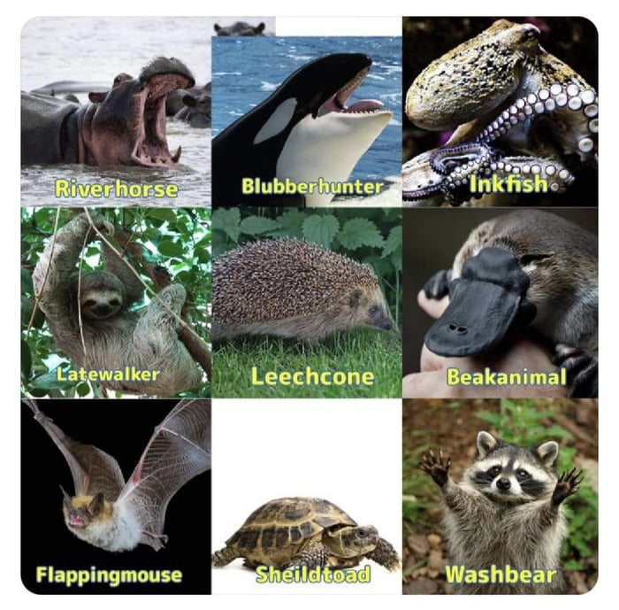 Swedish animal names directly translated - 9GAG