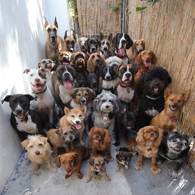 when-30-dogs-pose-for-a-photo-together-9gag