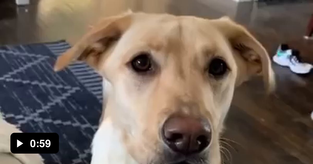 Run doggo run - 9GAG