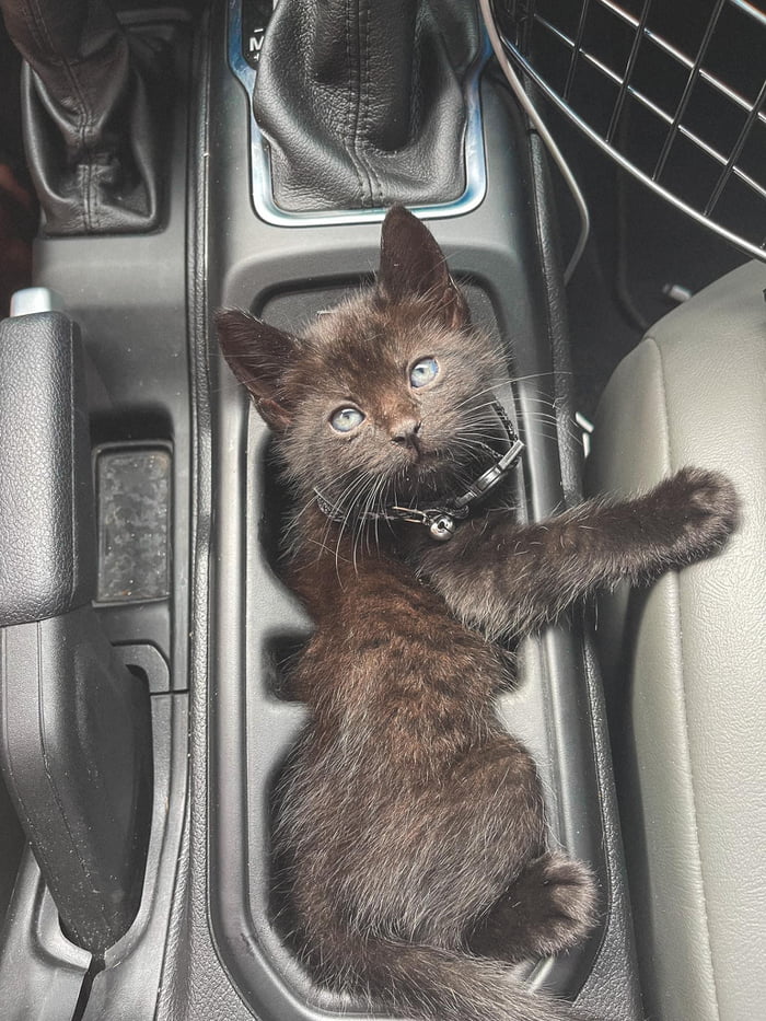 An 8 week old kitten fits purrfectly in a 2020 Jeep Gladiator cup
