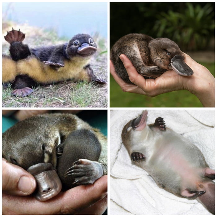 Puggles An Adorable Name For Adorable Baby Platypus 9gag