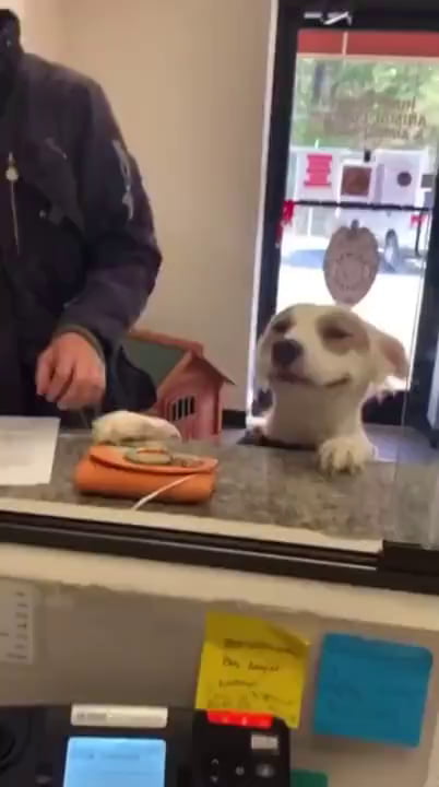 I'm getting adopted!