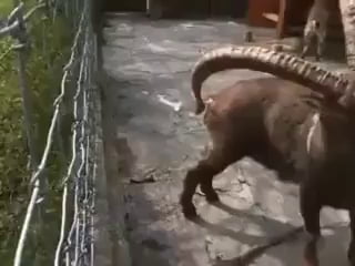 Evolutionary