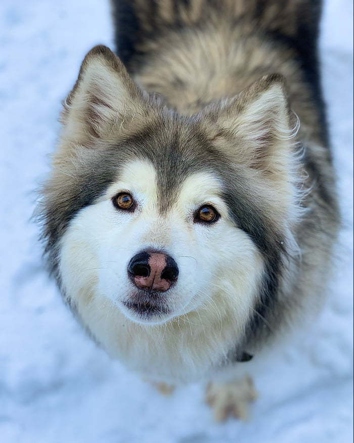 Beautiful eyed Malamute. - 9GAG