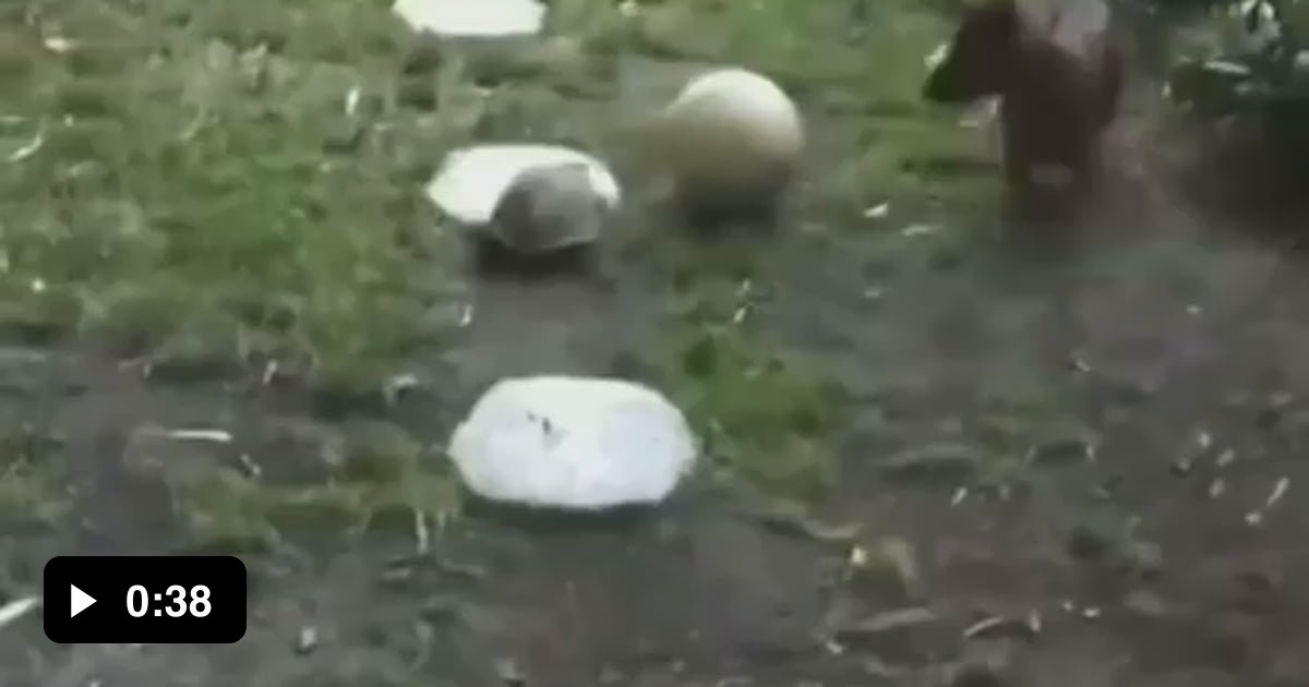 A dog and his turtle playing ball. 9GAG