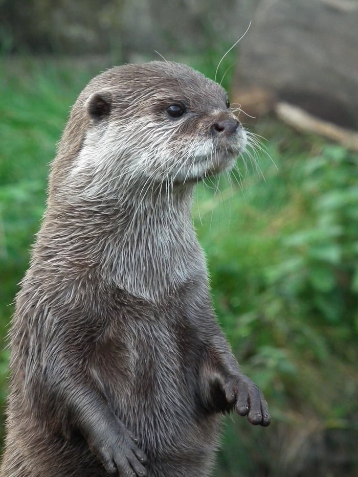 Otters May Look Permanently Soaked But Their Remarkable Fur Which