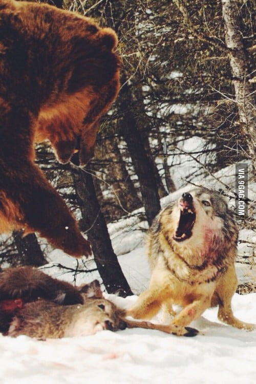 Bear Vs. Wolf: Who would win?? - 9GAG