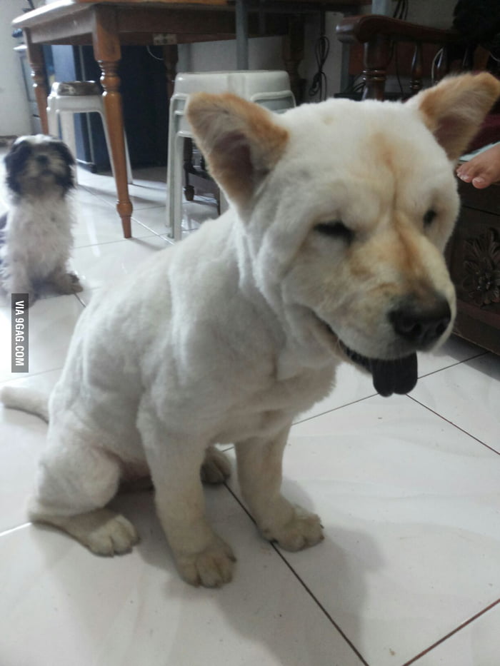 Hairless shop chow chow