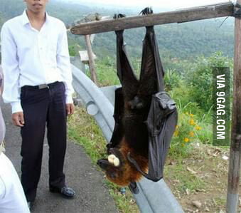 Megabat: bat that mega size (2 meters wings) - 9GAG