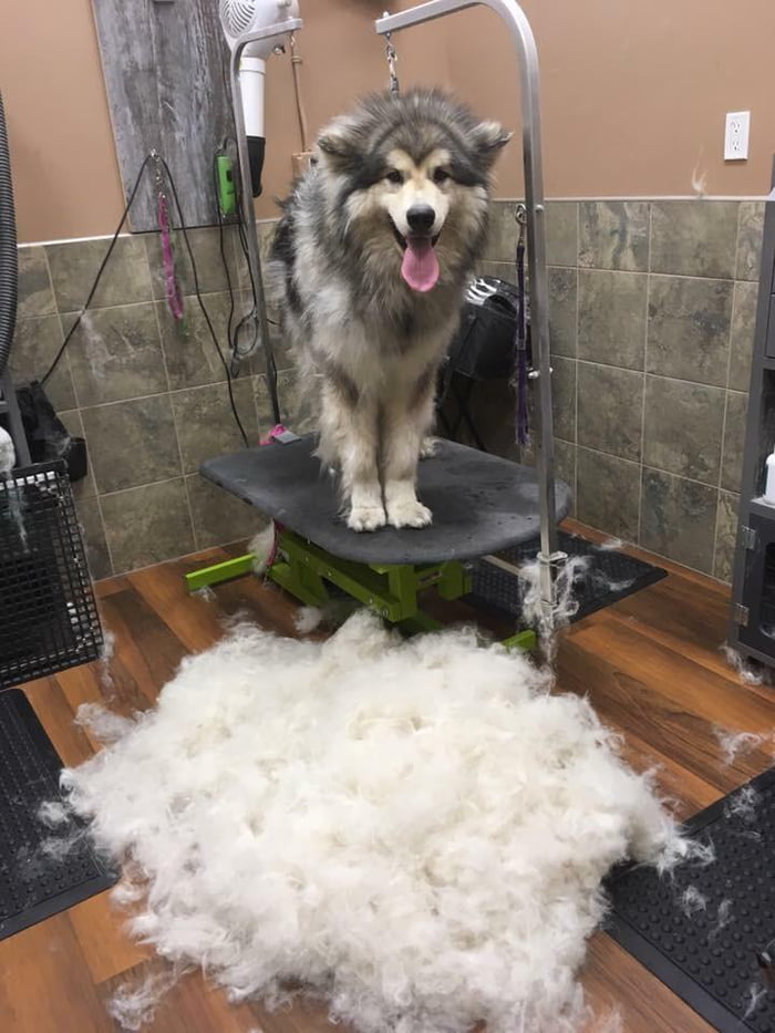 malamute shedding