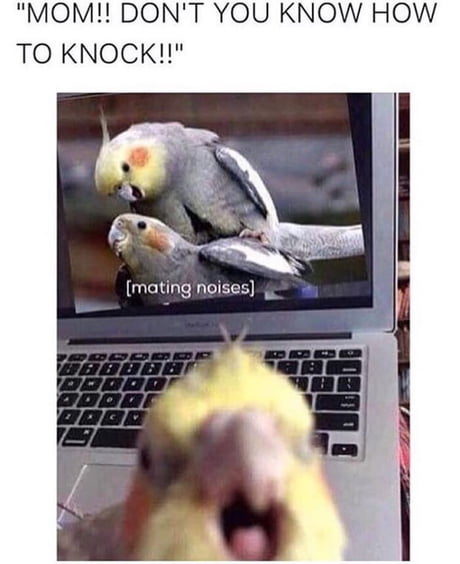 Mom Gets Caught Watching Porn Caption - CAUGHT MY BIRD WATCHING PORN - 9GAG