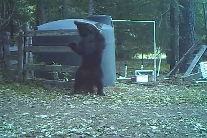 Bear Hits Himself In The Nuts