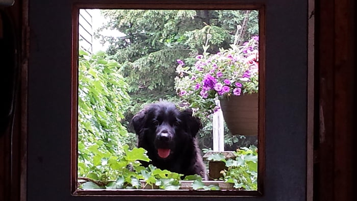 Gigantic Horse Like Dog Looking Through Broken Garage Door