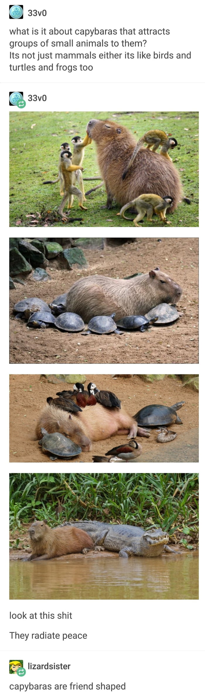 Capybara The Most Friendly Animal 9GAG