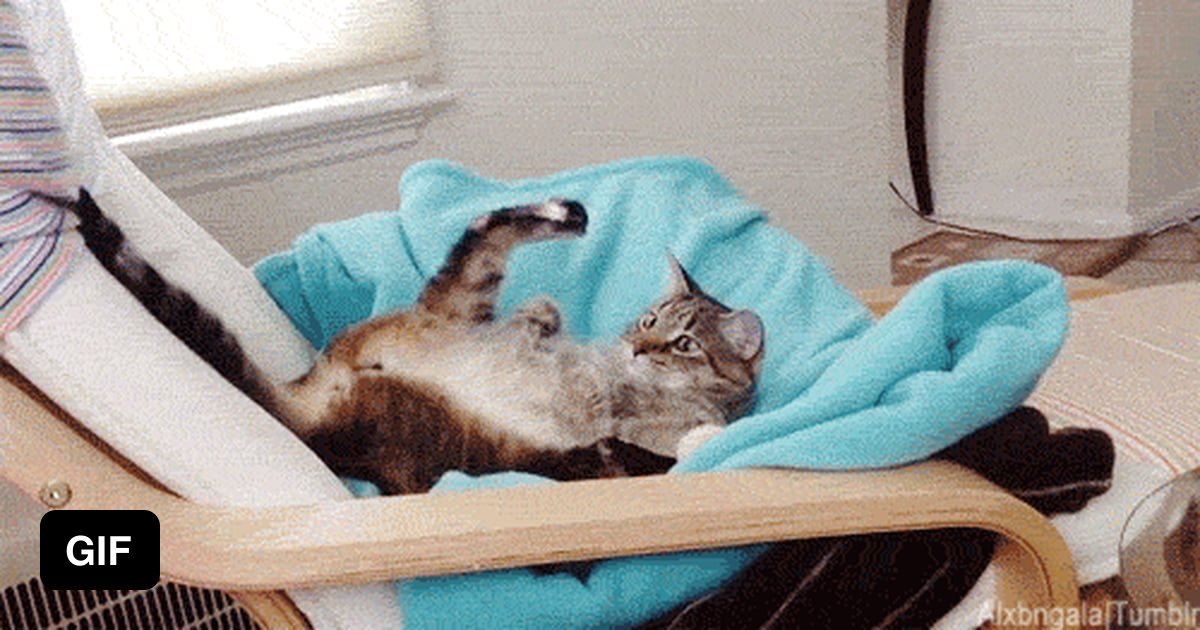 Cat startled by it's own tail 9GAG