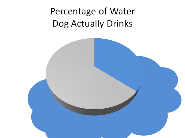 Can My Dog Drink Water Before Being Neutered Can My Dog Drink Water Before Being Neutered