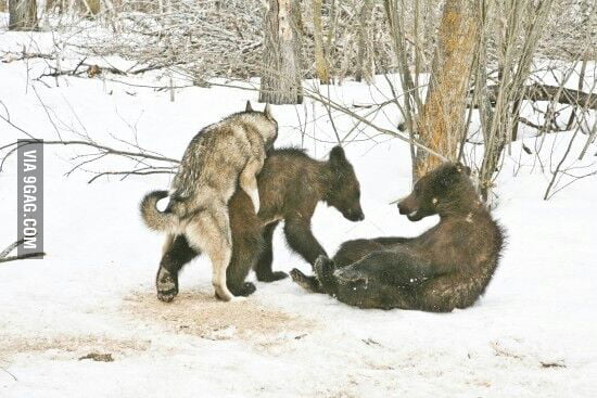 Insanity wolf going at it.. - 9GAG
