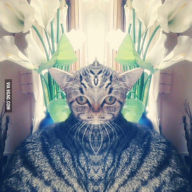 One of my camera effects turned my cat into an almighty cat god - 9GAG