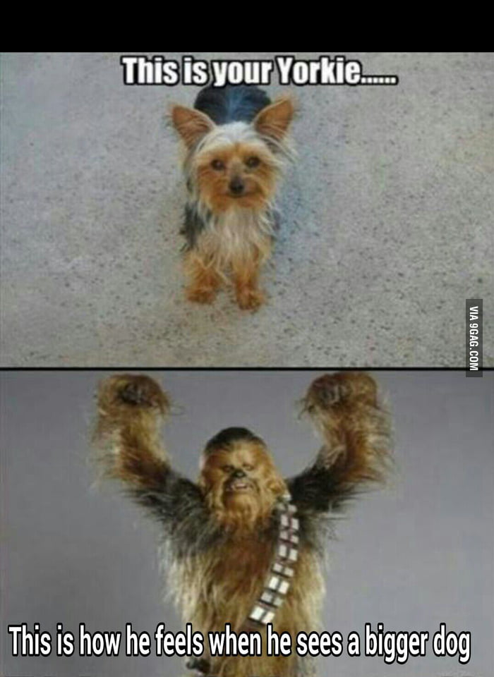 Little dog problem 9GAG