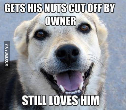 Good Guy Dog - 9GAG