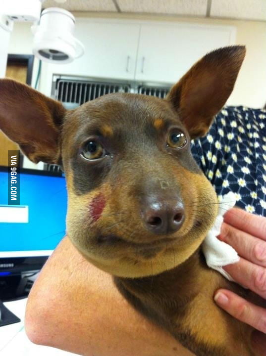 My Dog Got Stung By A Bee 9gag