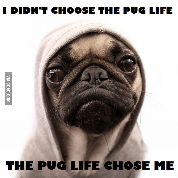 The Pug Life Gag