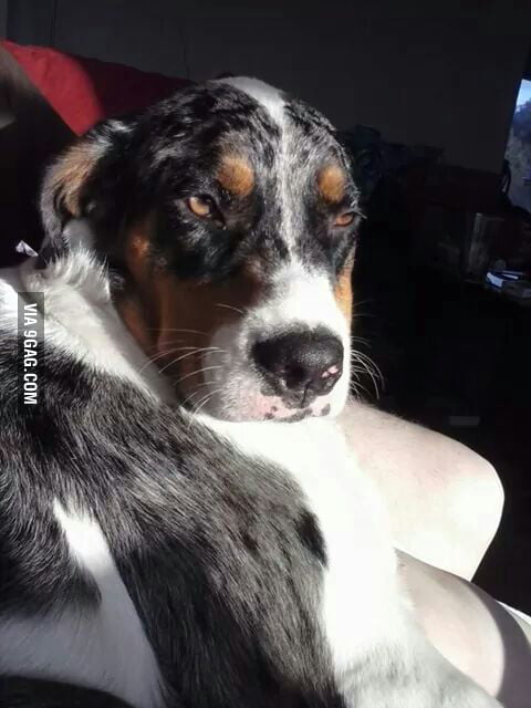 My australian shepherd/english mastiff mix. - 9GAG