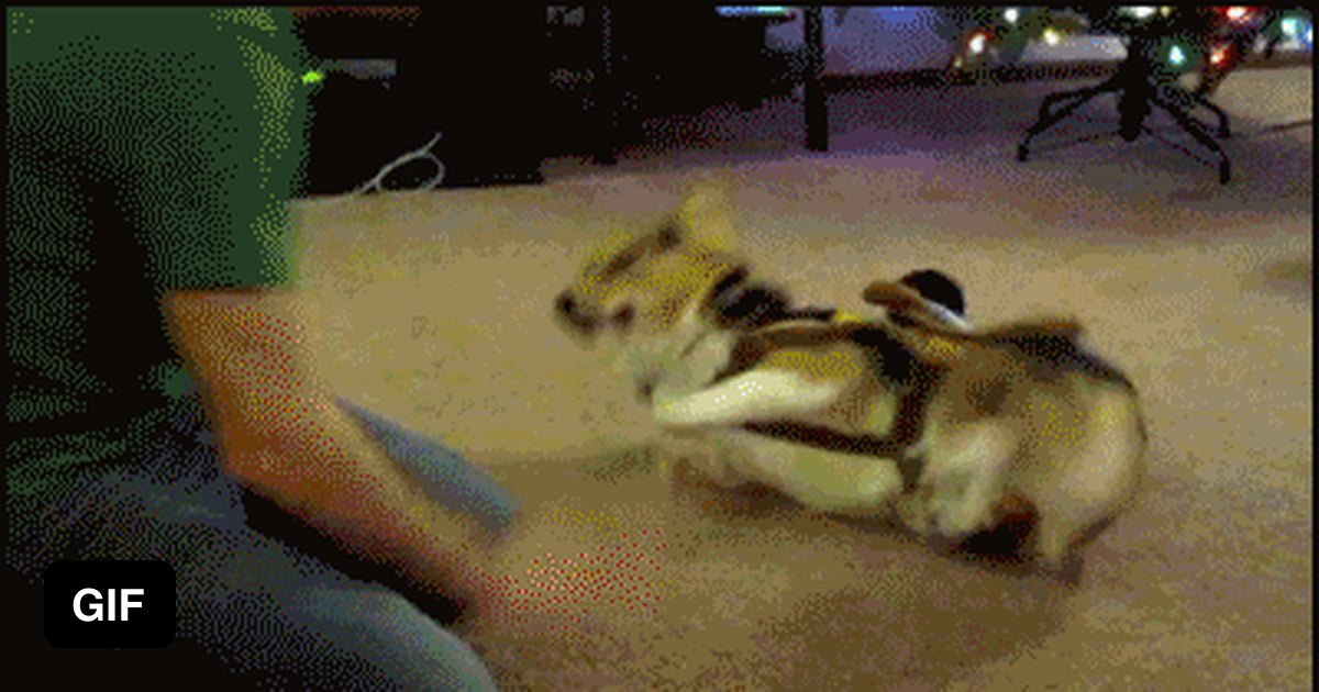 Corgi Rodeo Corgi rodeo - 9GAG
