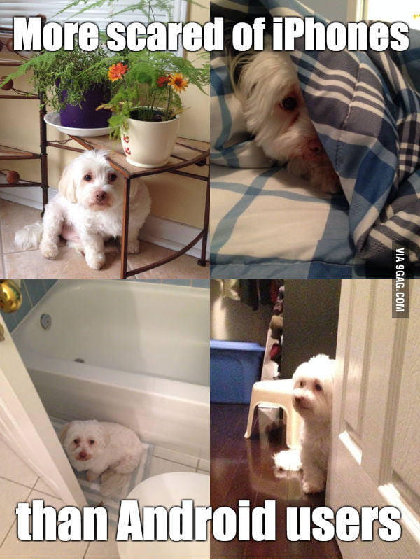 My dog is afraid of iPhone ringtones 9GAG
