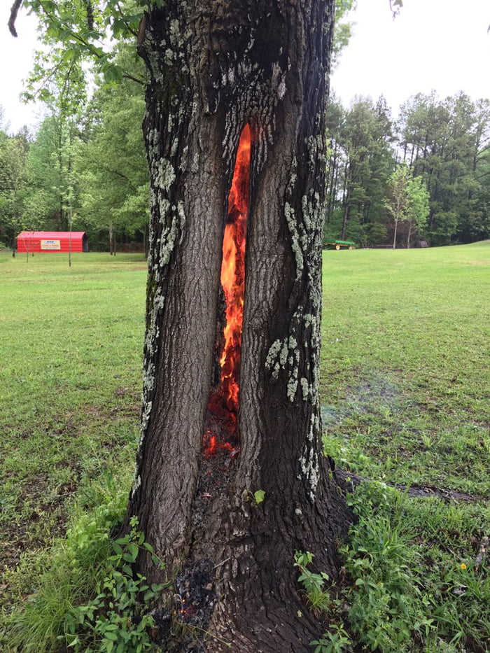 Tree Struck By Lightning Burns Inside Out - YouTube