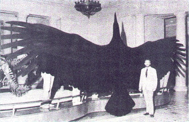 top-largest-living-bird-in-the-world-myrokan