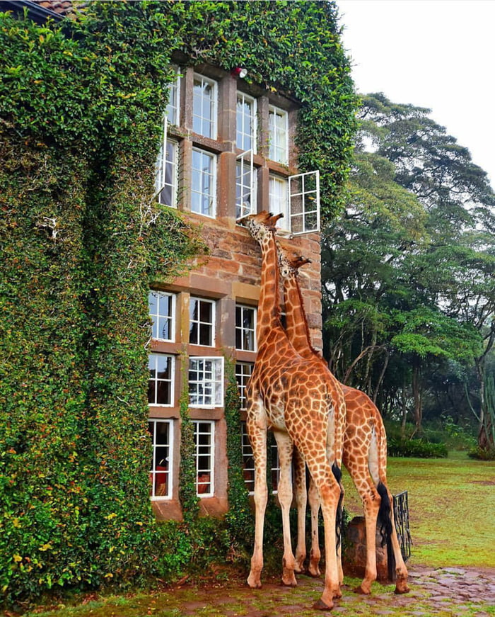 Giraffes join guests for breakfast at this boutique hotel in Nairobi