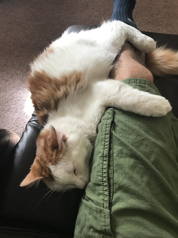 I was told all cats are assholes and show no affection 9GAG