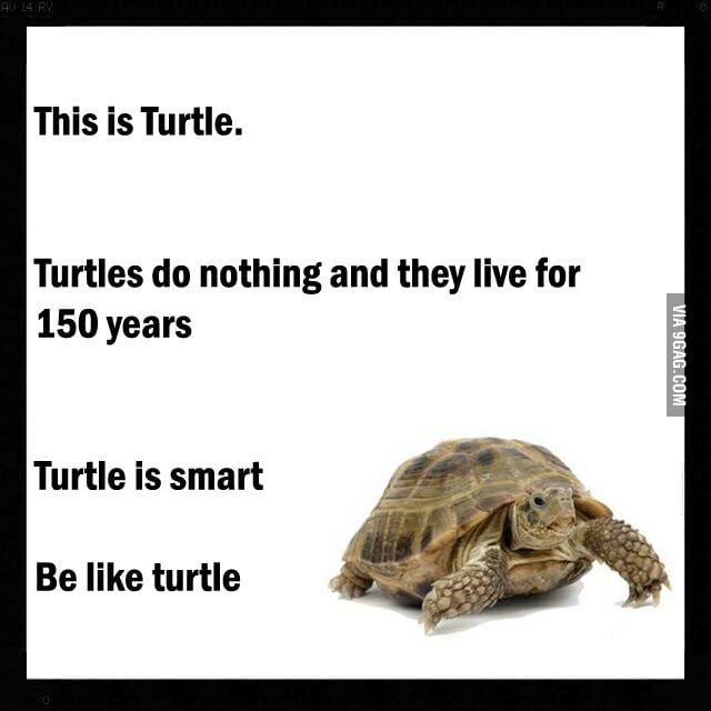 Do nothing like Turtle. - 9GAG