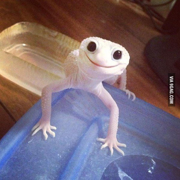 Hello! I heard you are looking for a spirit animal - 9GAG