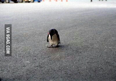 Sad Penguin Is Sad.. - 9GAG
