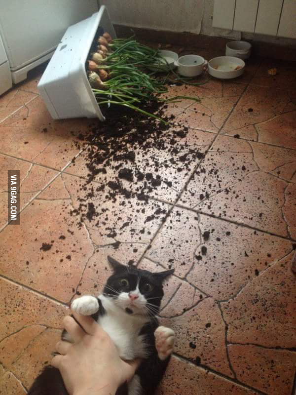 I Saw Nothing 9GAG