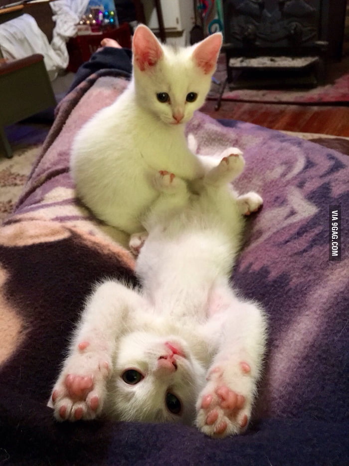 Too cute for their own good. - 9GAG