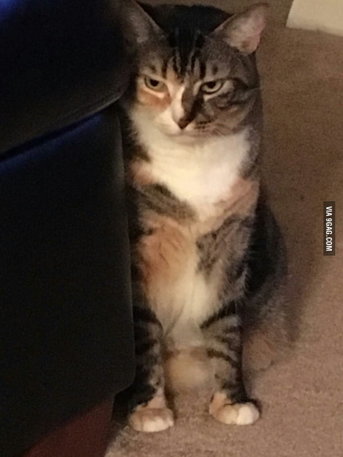not amused cat
