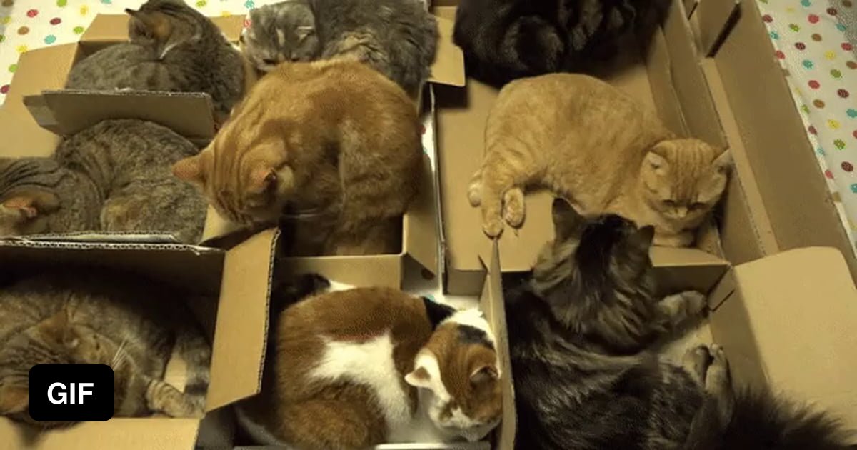 8 котят у кошки. Коробка с котятами. Много котят в коробке. Много котов в коробках. Кот в коробке.