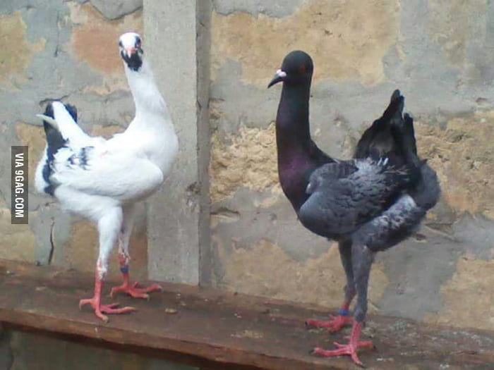 Maltese pigeon - 9GAG