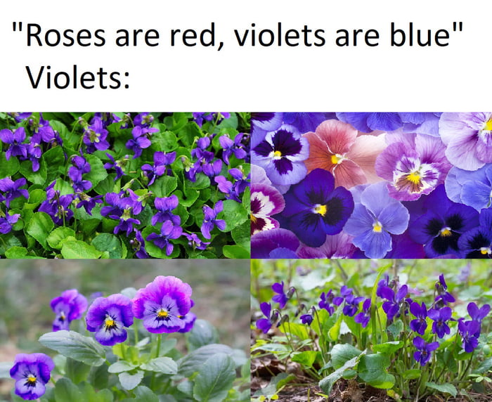 purple-doesn-t-rhyme-9gag