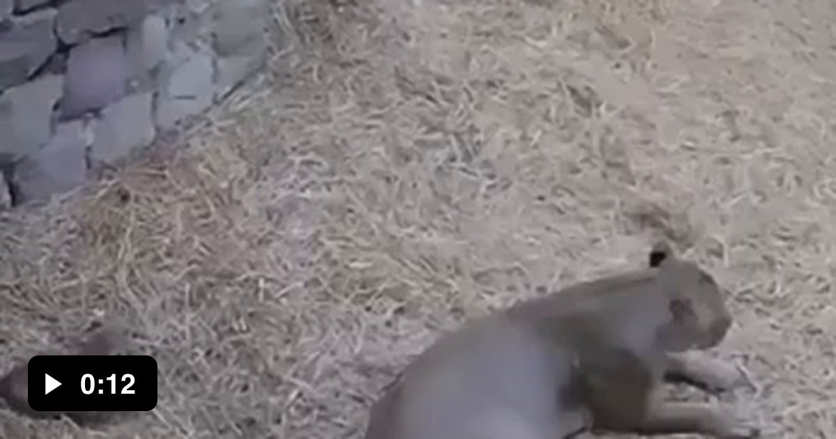 A little cub scares his mom short - 9GAG