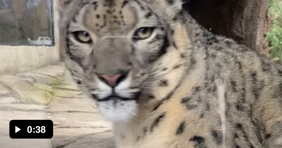 Snow leopard being majestic yet very derpy - 9GAG